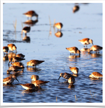 Dunlin - Flock